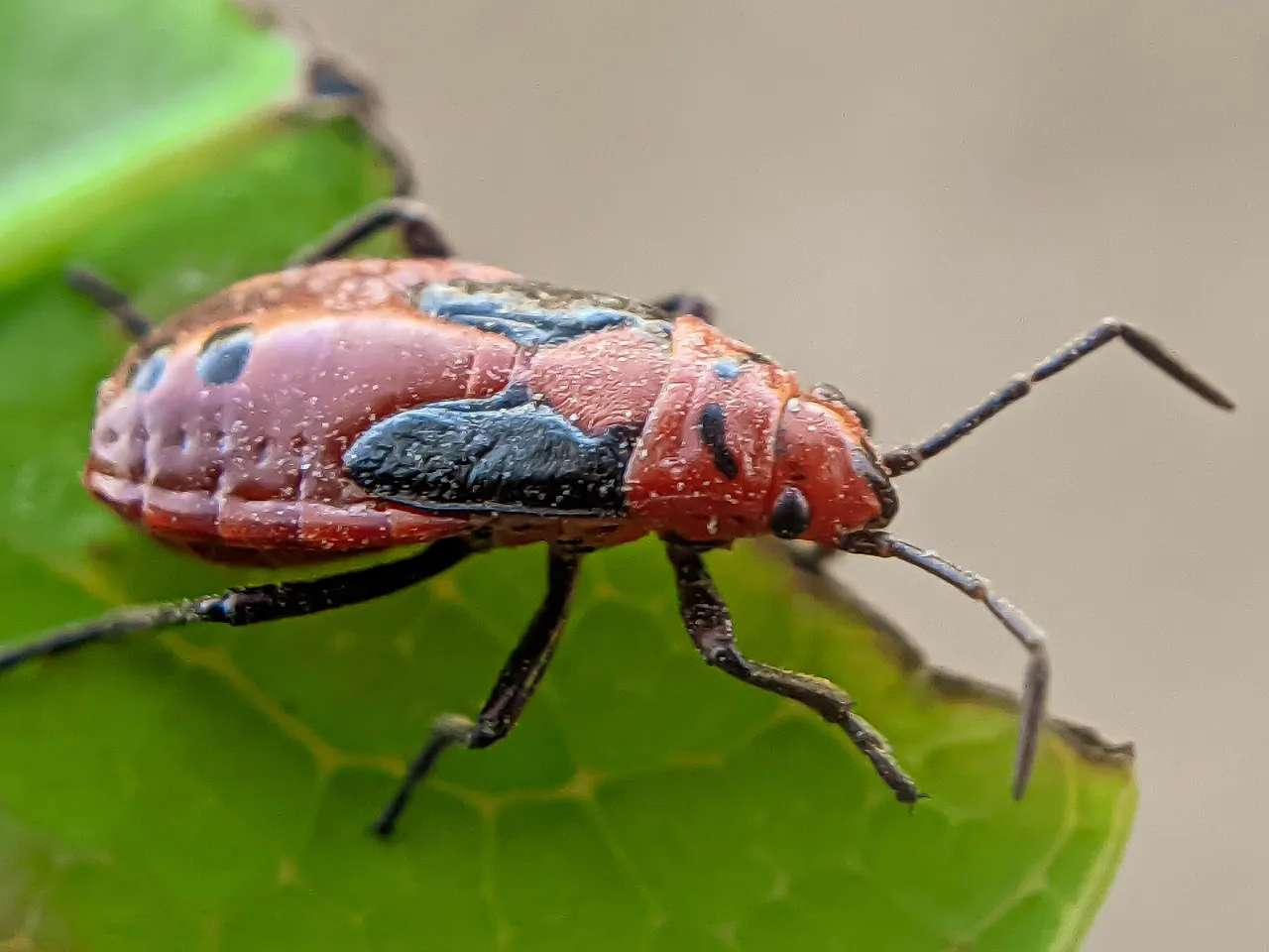 red bug (9).jpg