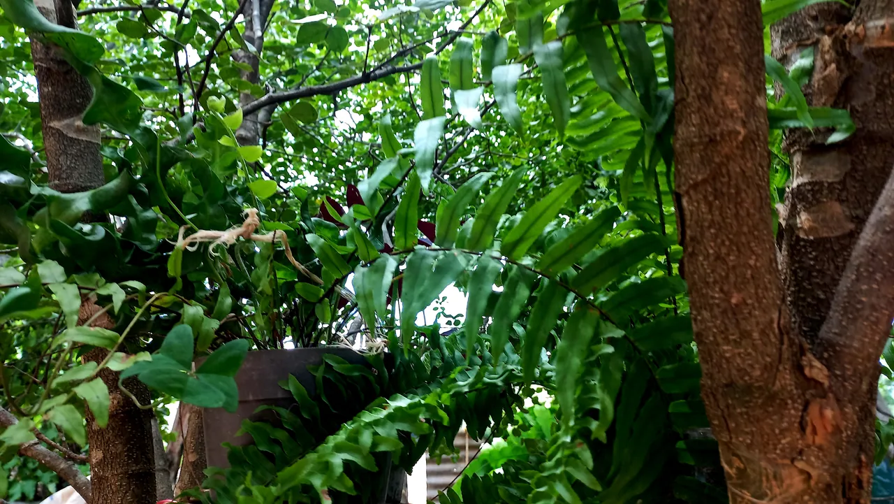 20250724_130653.jpg