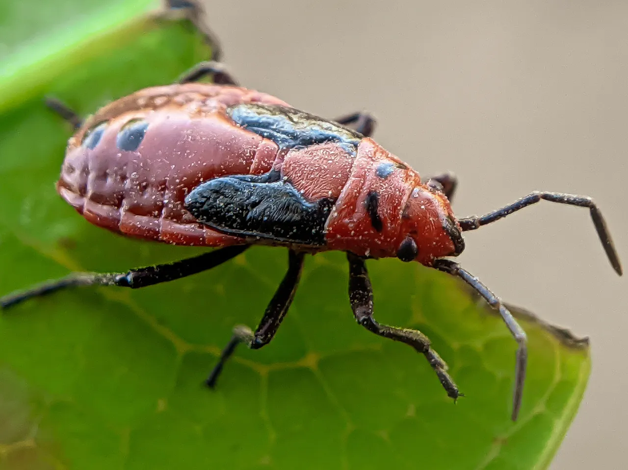 red bug (7).jpg