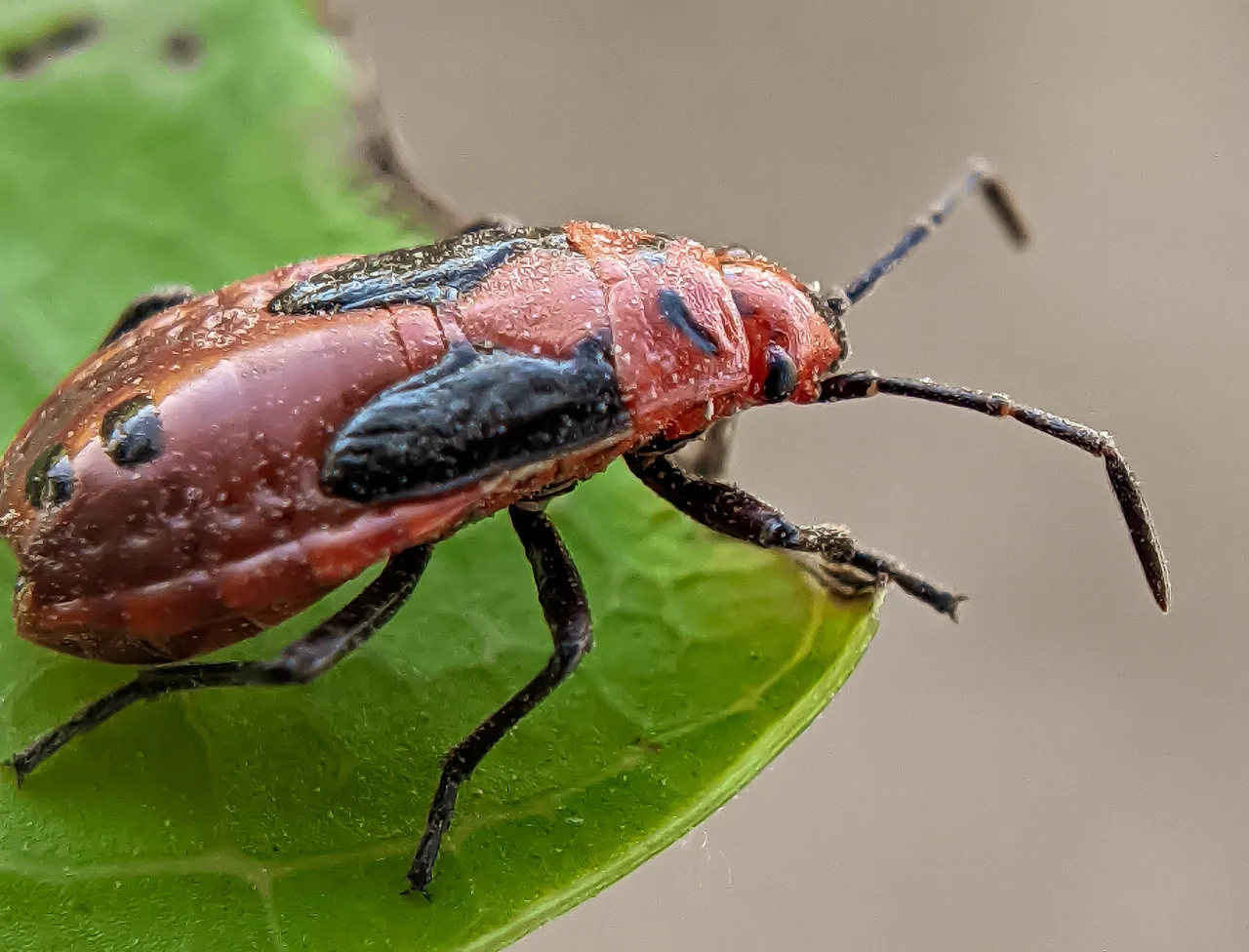 red bug (4).jpg