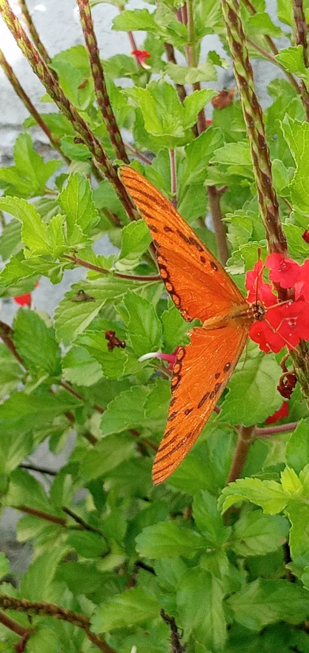 20250706_075518.jpg