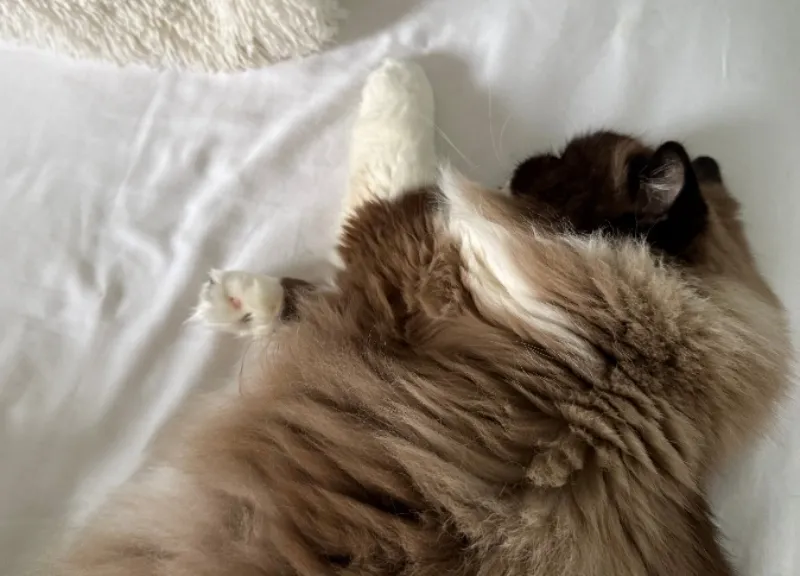 caturday-dpet-1.jpg