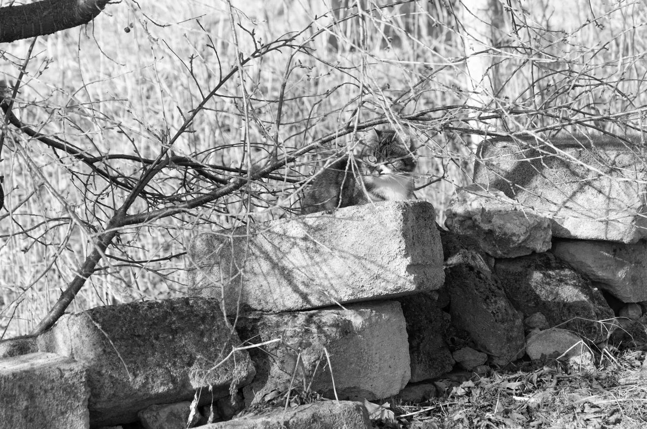 "DSC_0273 copy.jpg"