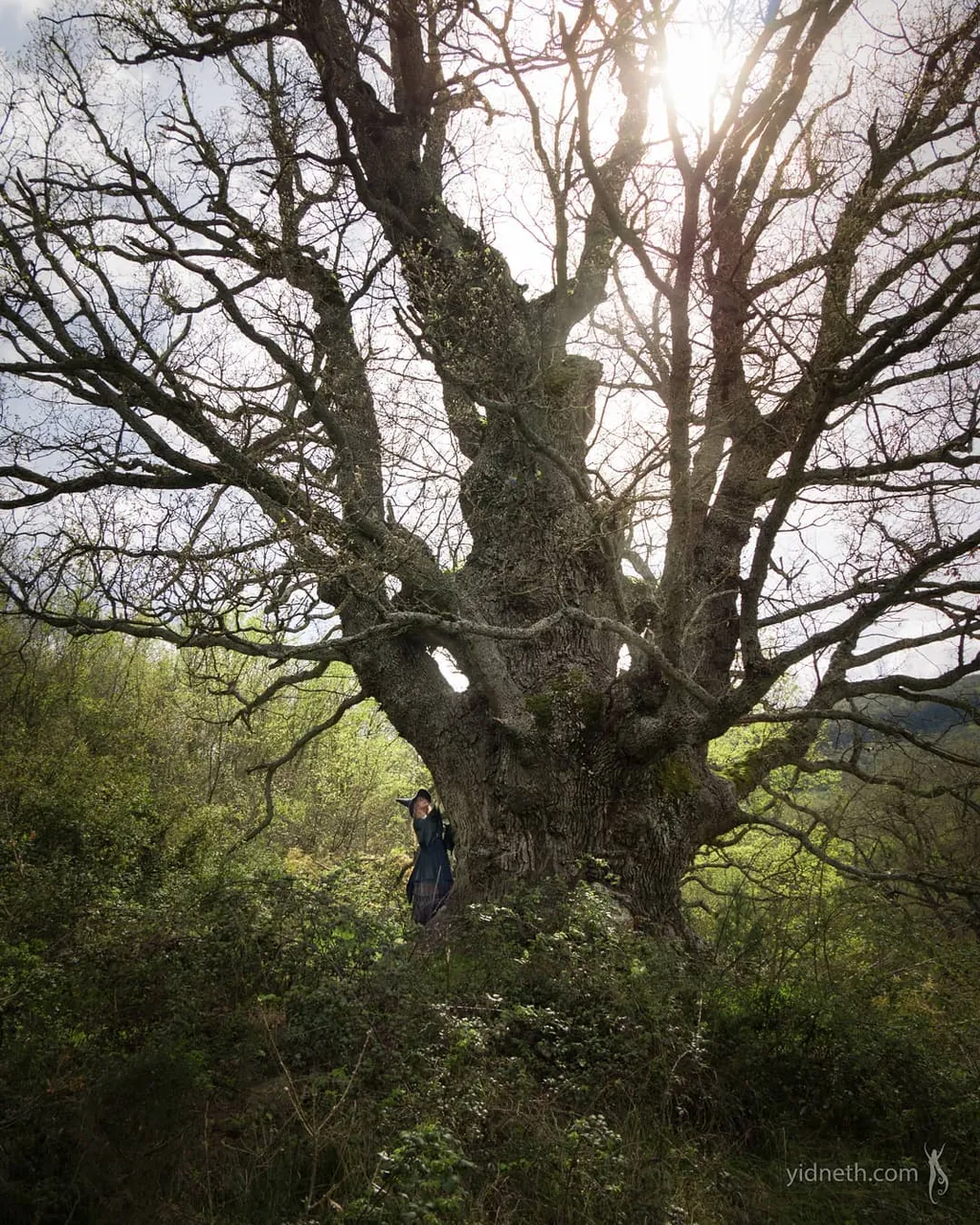 lizarraga oak.jpg