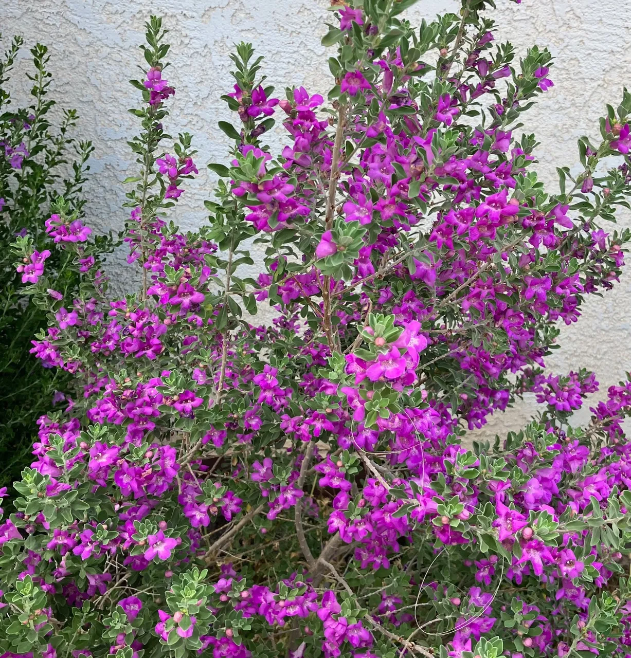 Texas Sage....jpg