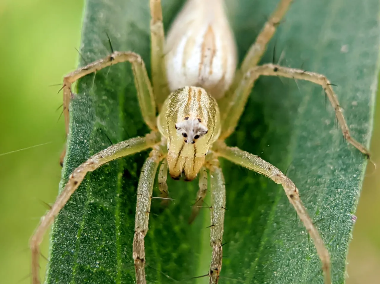 spider (109).jpeg