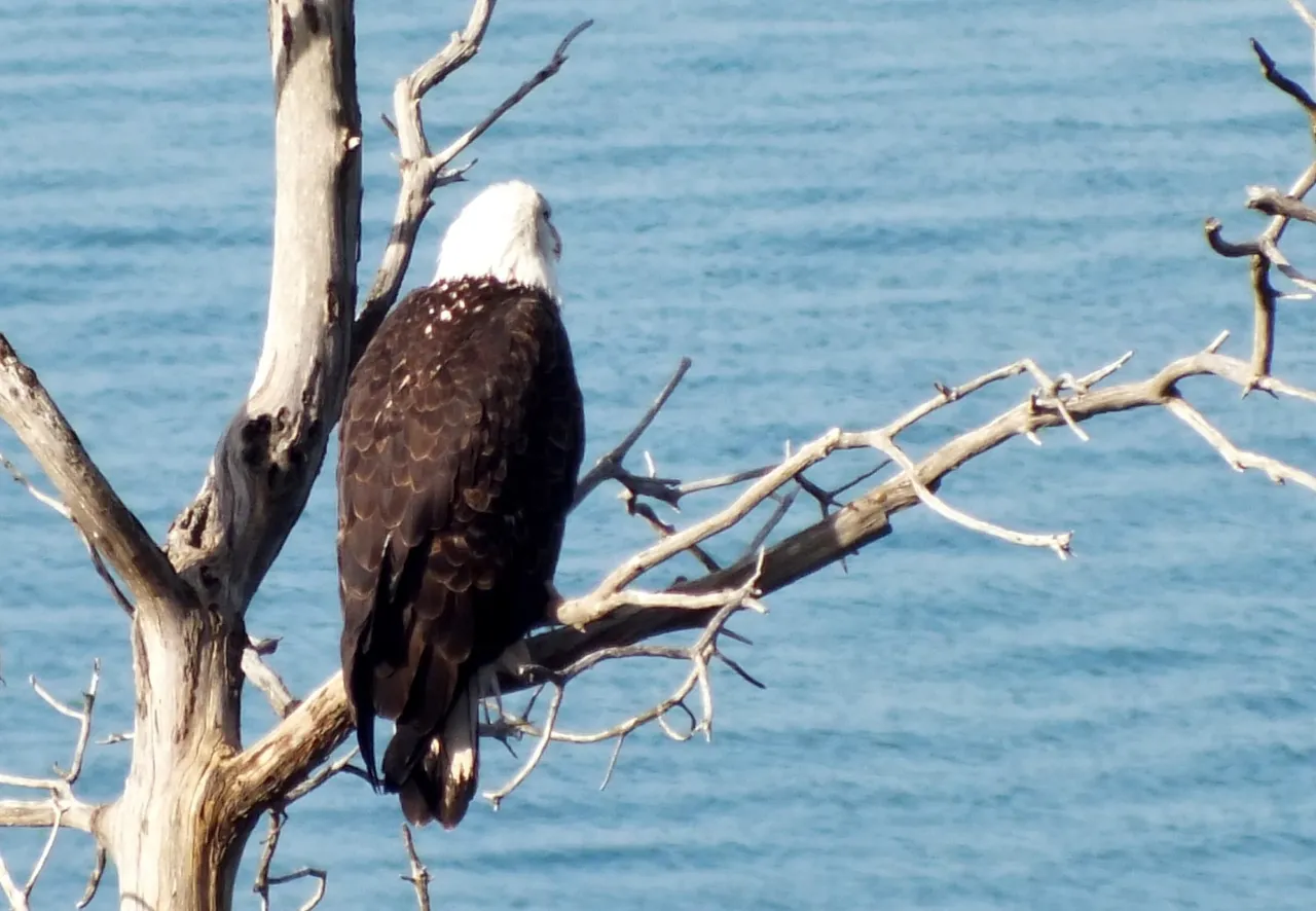 CCL0010Eagle.jpg