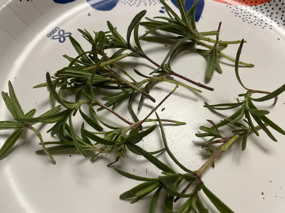 herb-rosemary-2.jpg