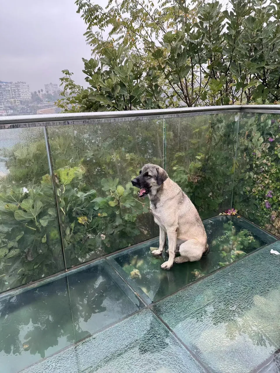 20-laocheng-dog.jpg