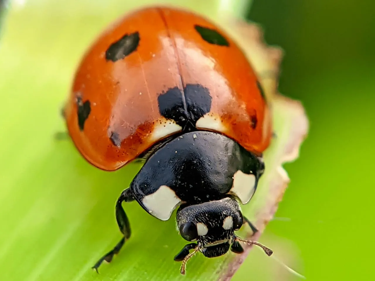 insects (10).jpeg