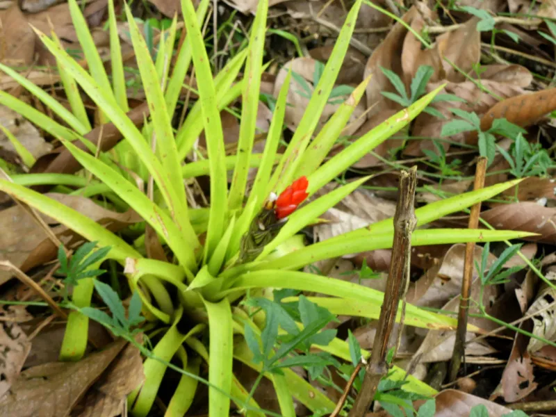 red bromeliad.jpg