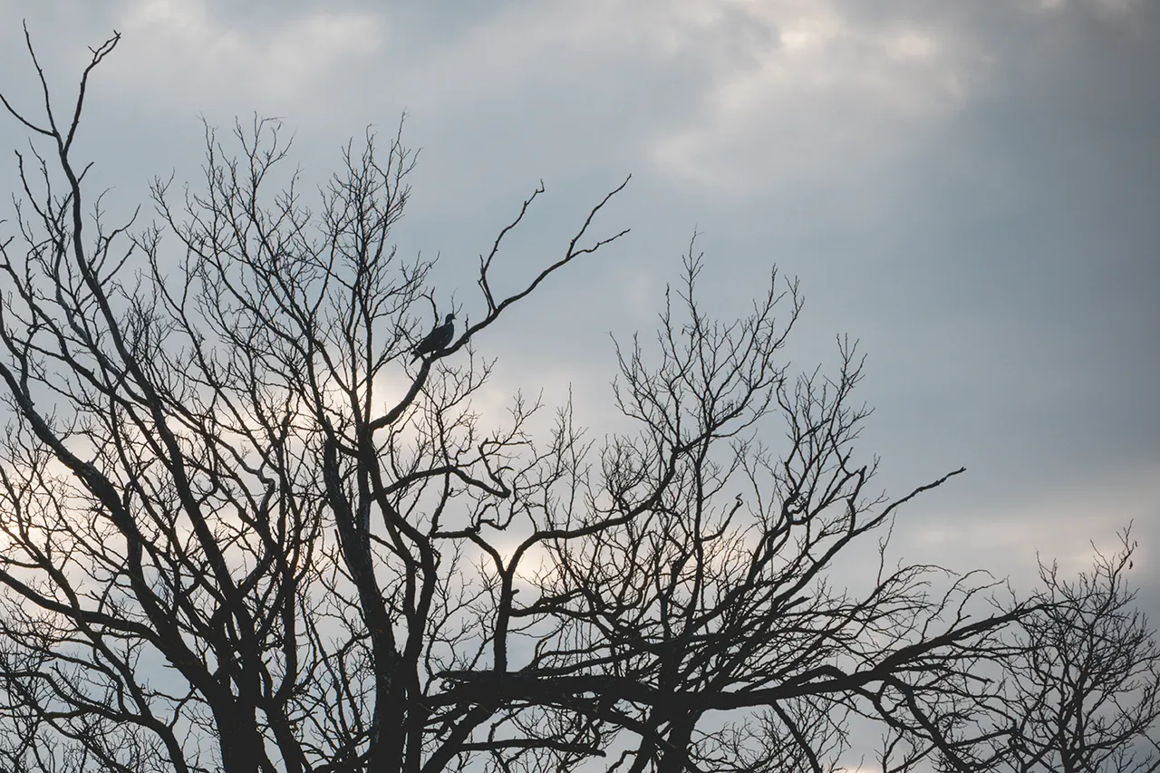 " "DSC_0334 copy.jpg""