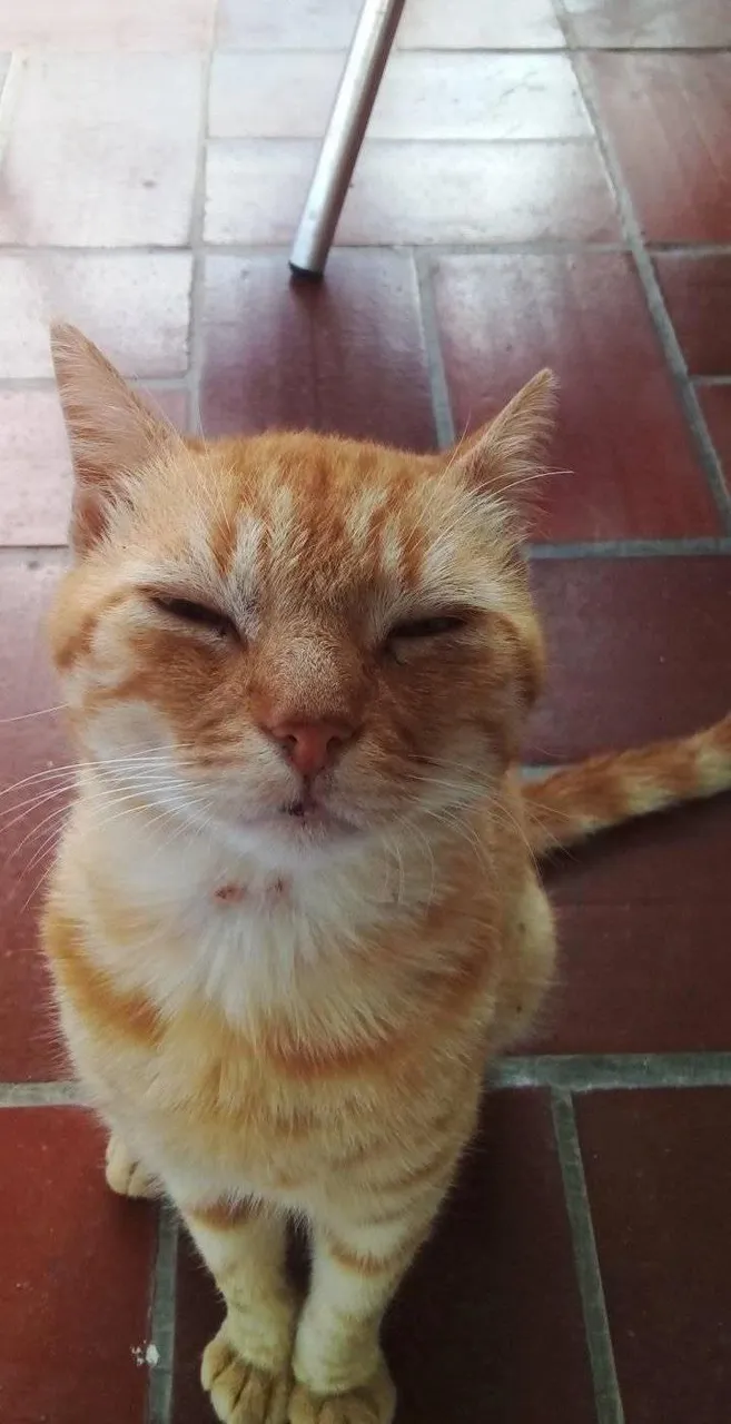 Catire cegado.jpg