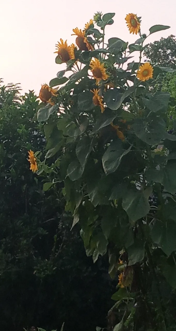 20230823_062501.jpg