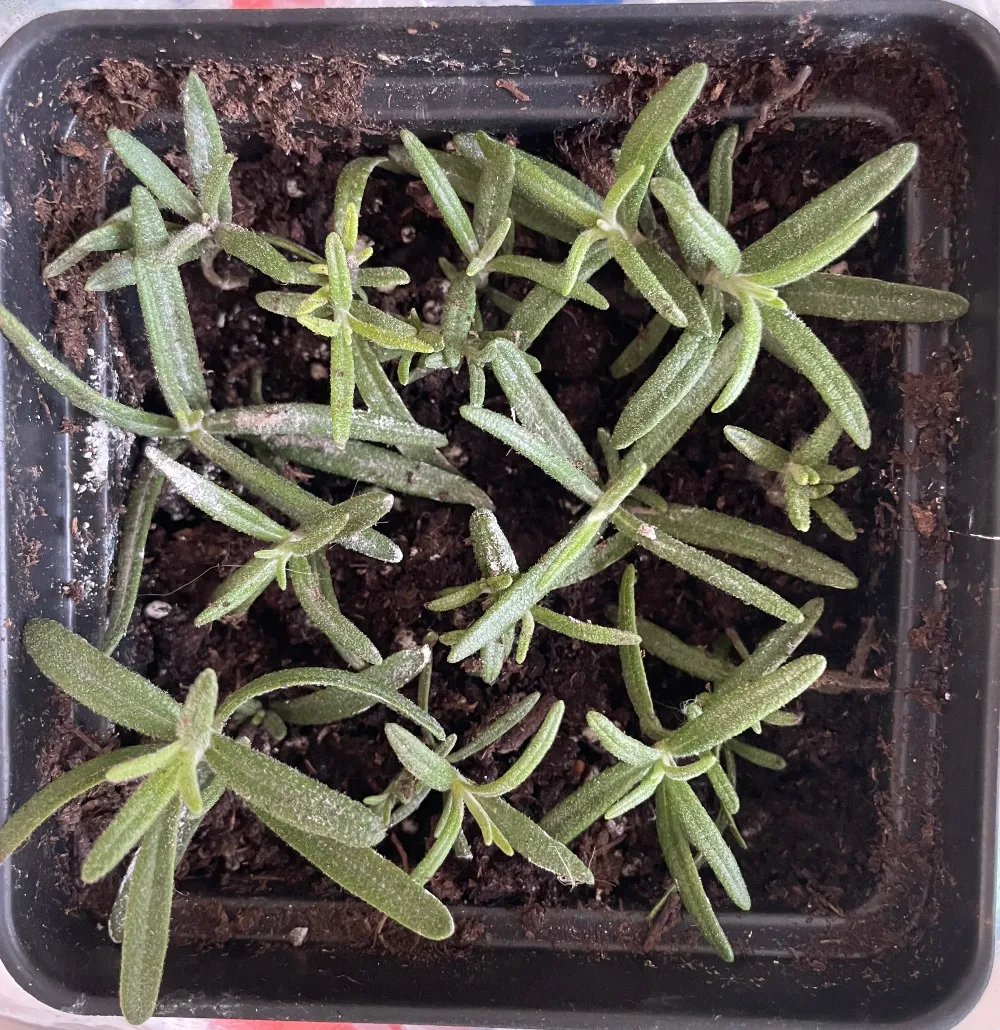 herb-rosemary-1.jpg