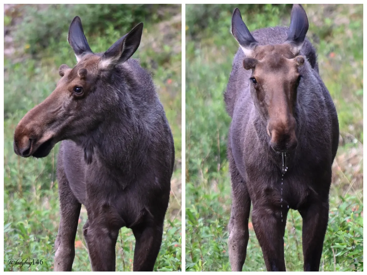 maligne moose.jpg