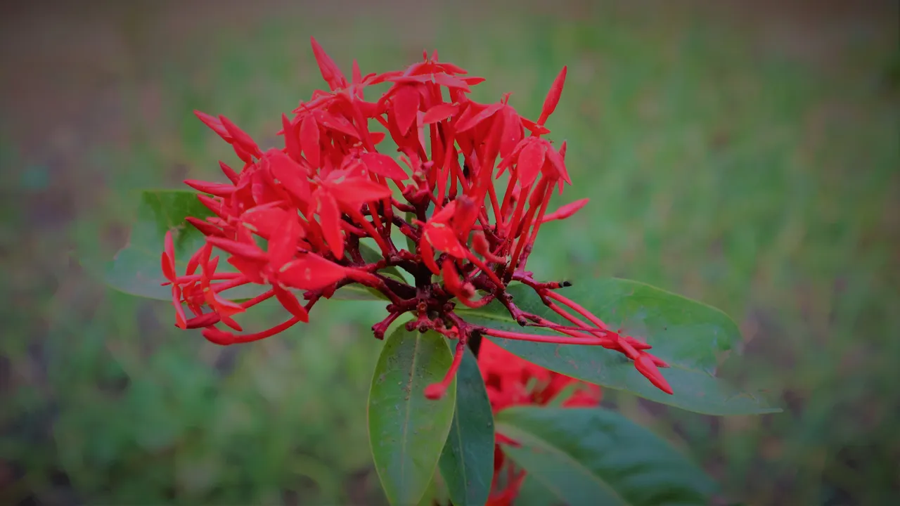 IMG_0646 - Copy.jpg