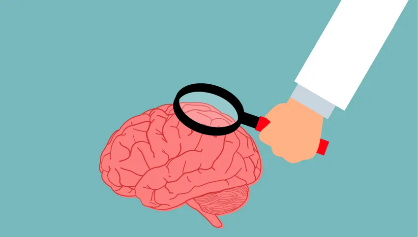 brain c 850.png