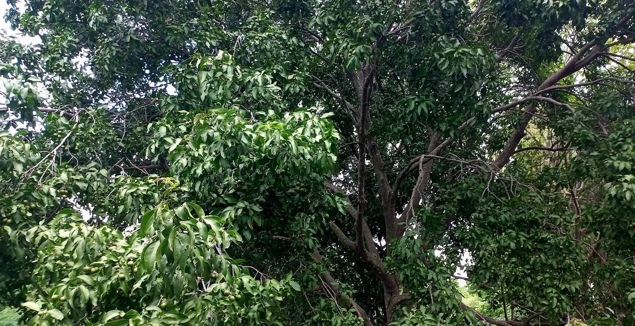 20250724_131036.jpg