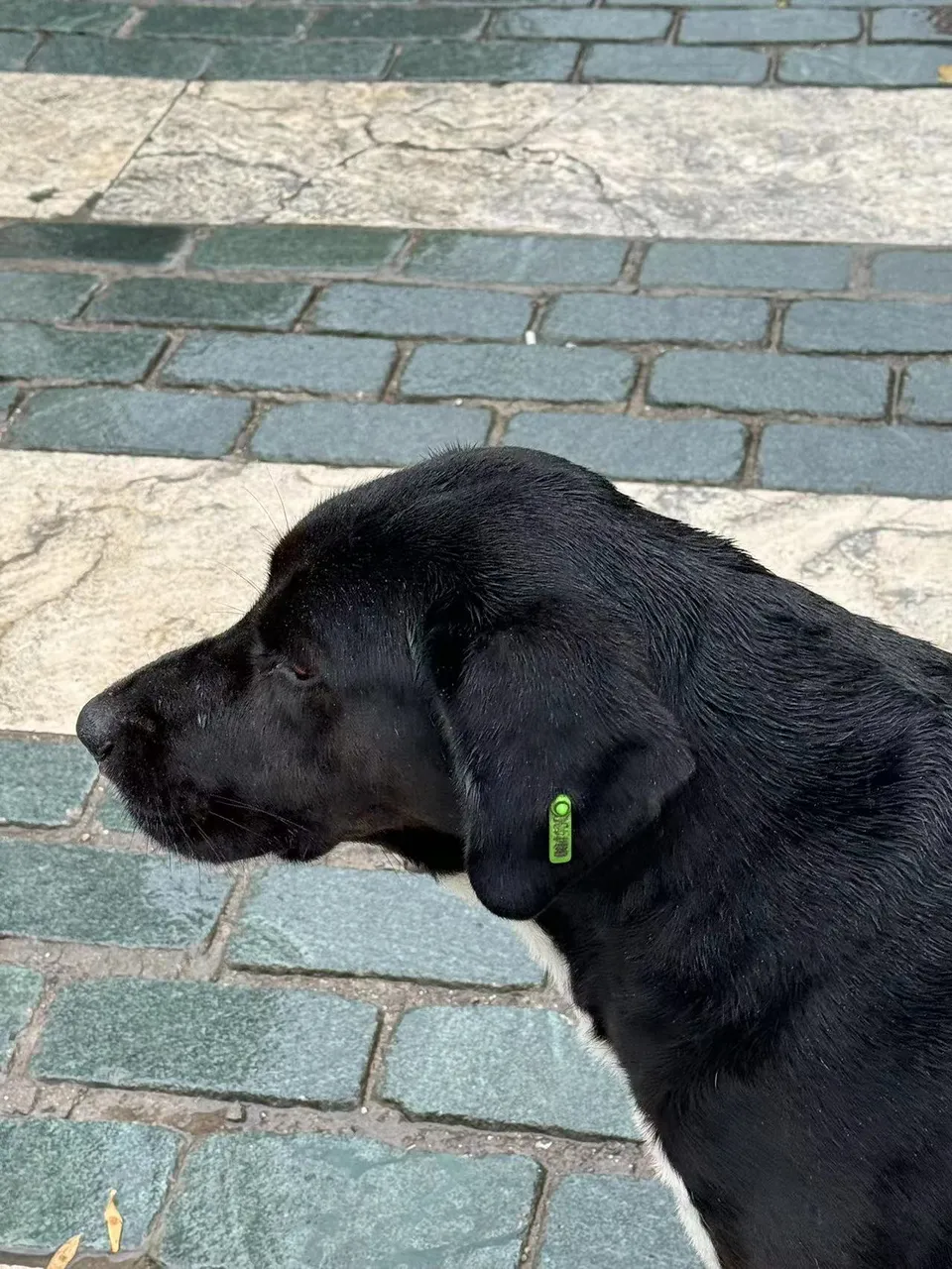 09-laocheng-dog.jpg