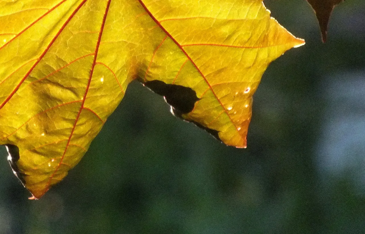 0557YellowLeaf.JPG