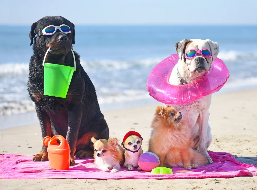 dogs-on-holiday.jpg