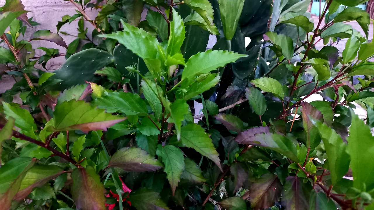 20250729_185109.jpg
