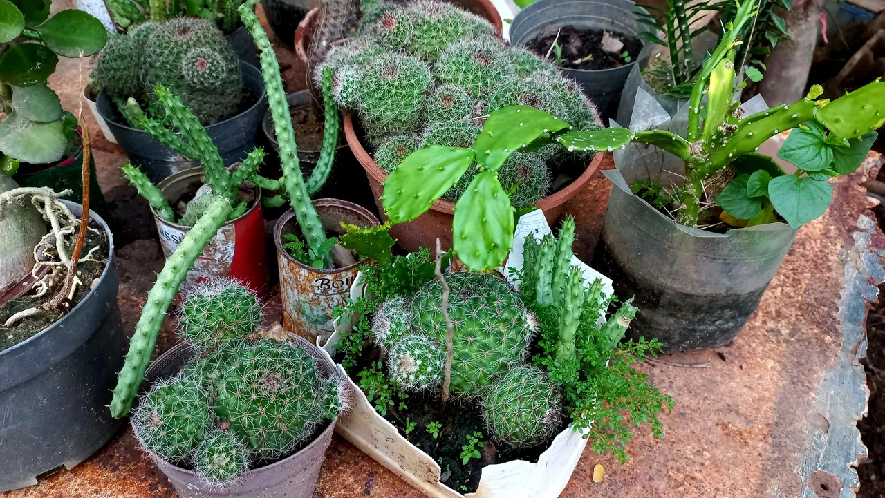 20250527_175904.jpg