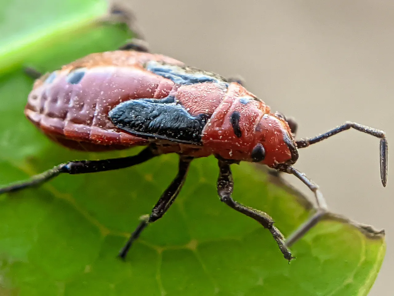 red bug (6).jpg