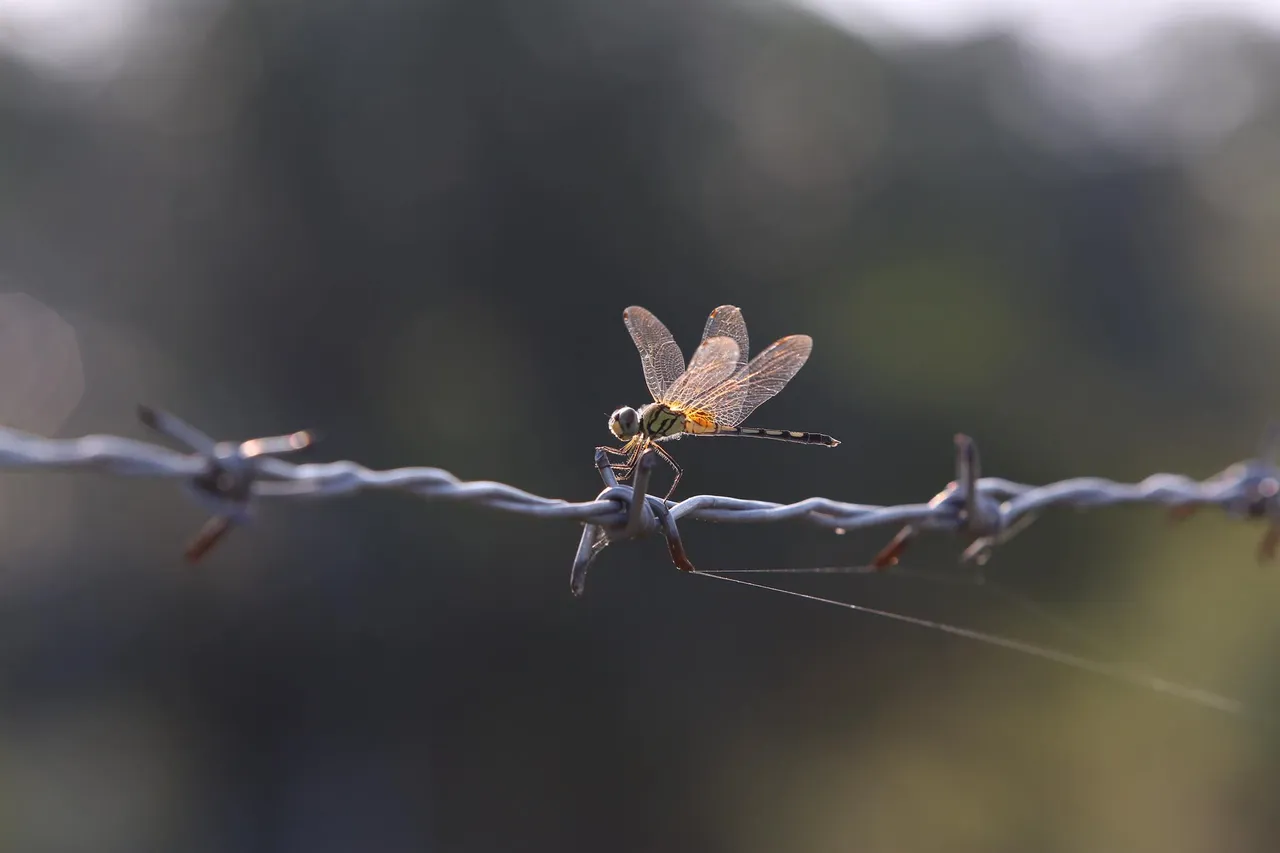 dragonfly (2).jpg