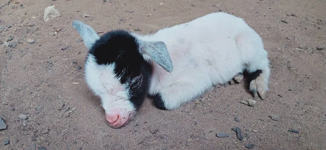 goat lit 1.jpeg