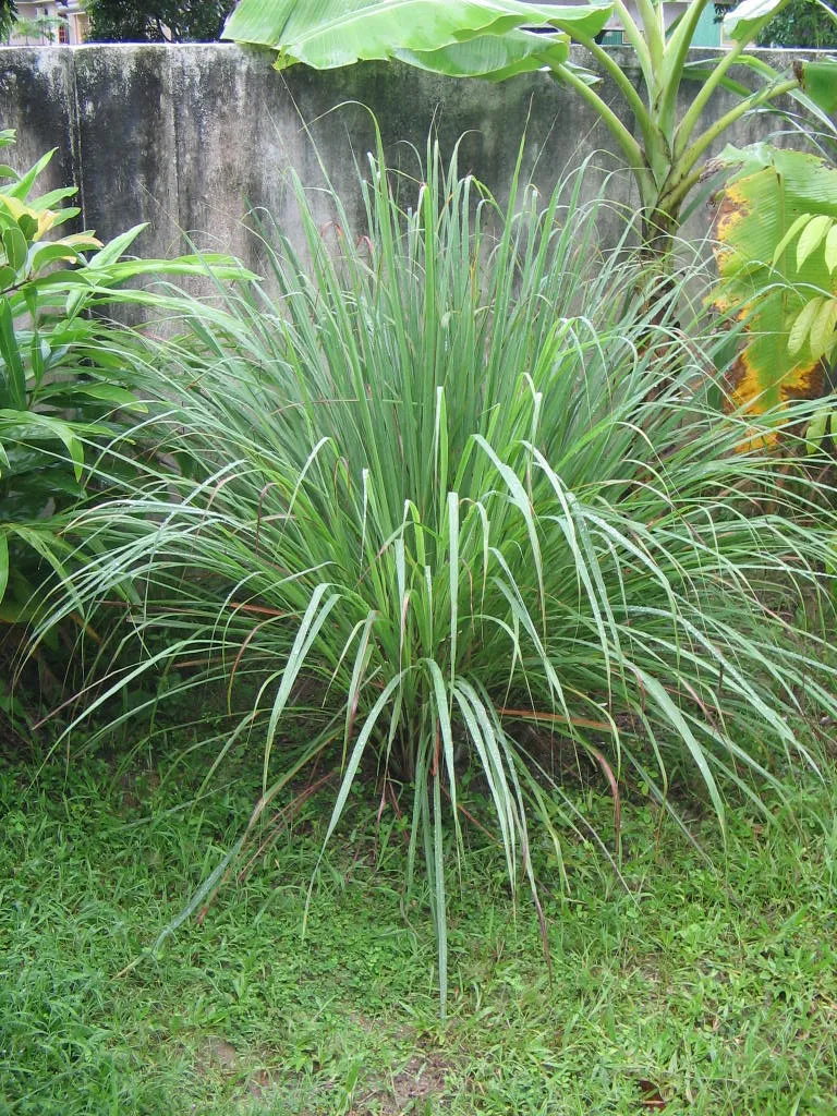 GladysMalojillo.jpg