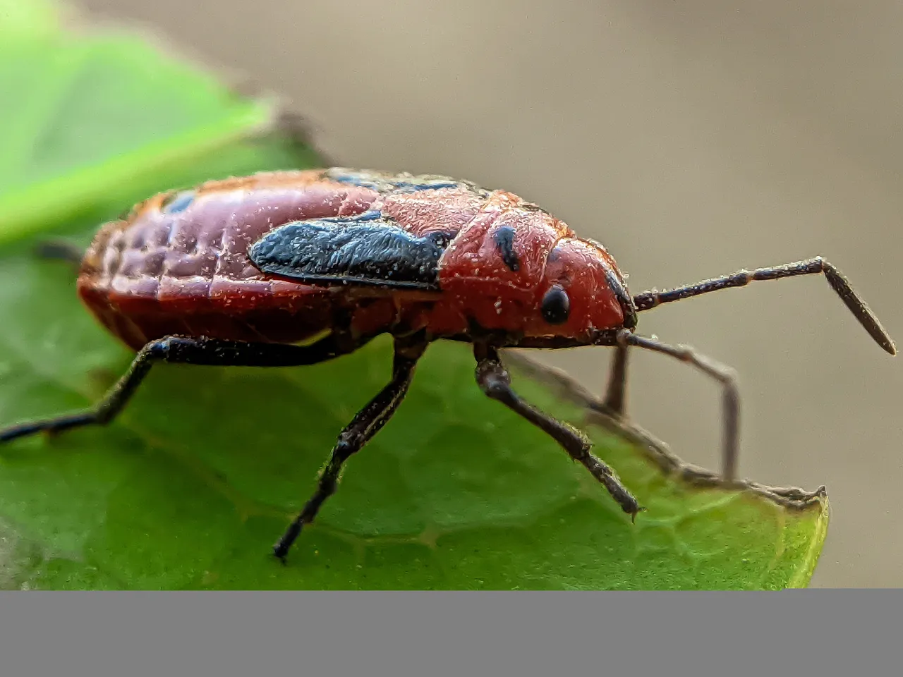 red bug (5).jpg
