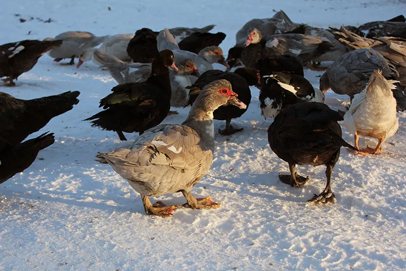 muscovy-ducks9.jpg