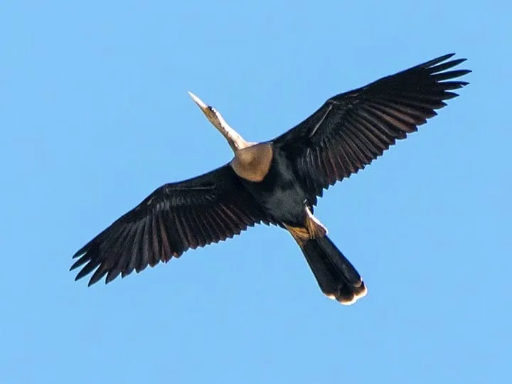 66028861-720px.jpg