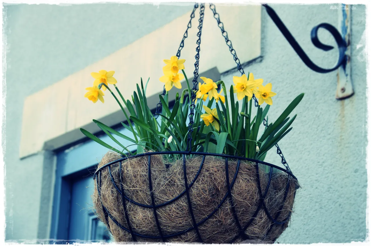 daffs basket.JPG