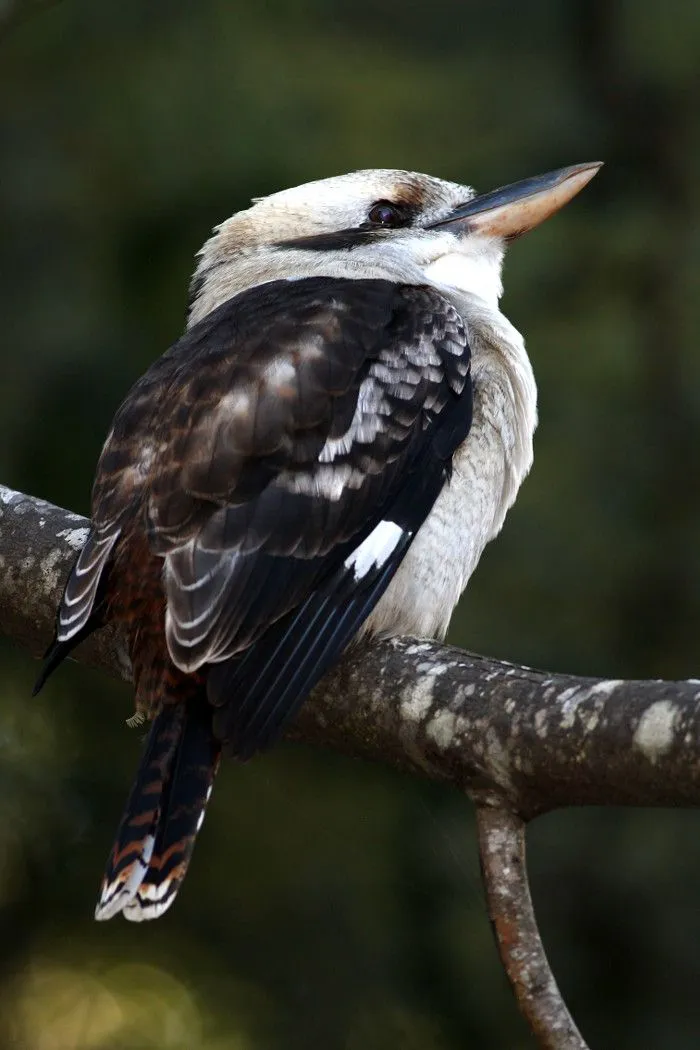 Kookaburra 2.jpg