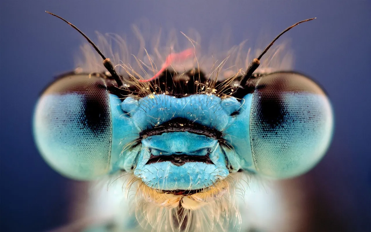 Dragonfly-Eyes.jpg