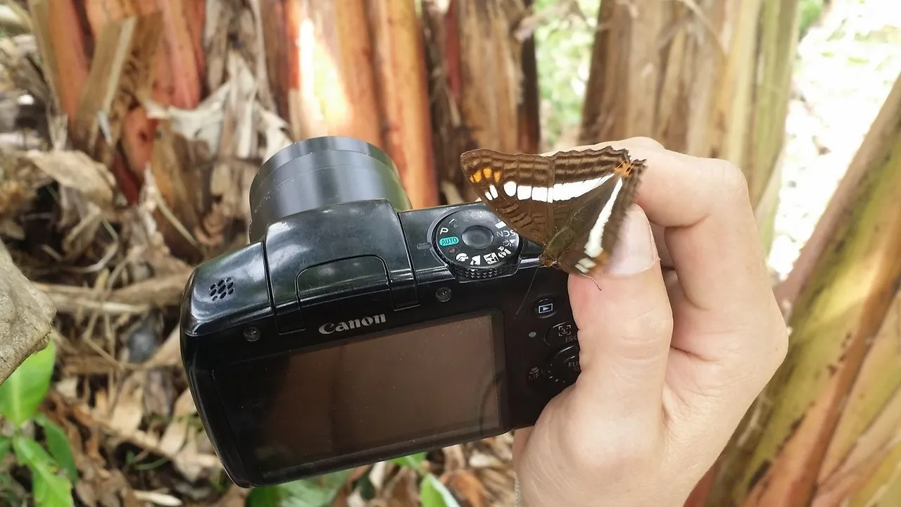 19 Butterfly 3.jpg