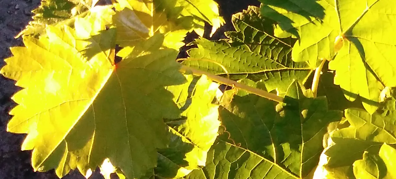 grape leaves.png