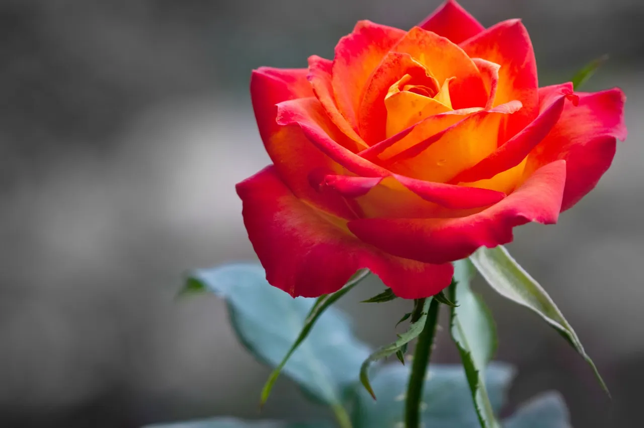 orange_rose-HD.jpg