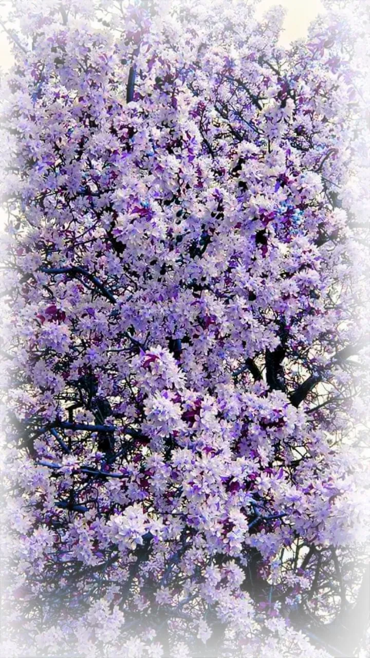 Purpleblossoms.jpg