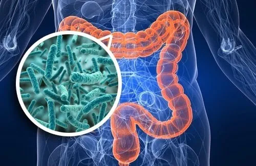 gut-microbiom.jpeg