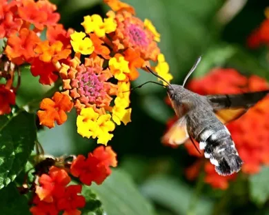 lantana-camara.jpg