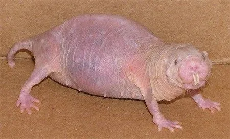 Naked-Mole-Rat.jpg