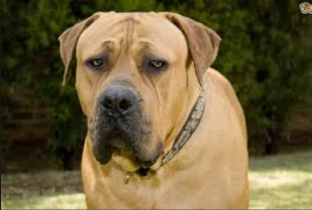 boerboel dog.PNG