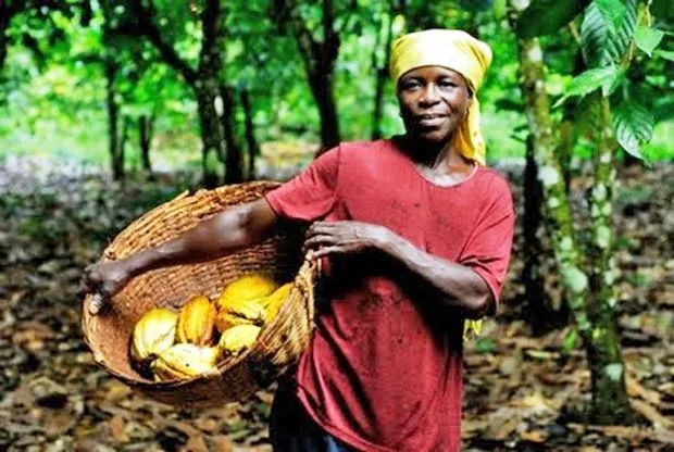 cacao-africano.jpg