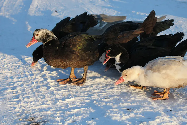 muscovy-ducks8.jpg