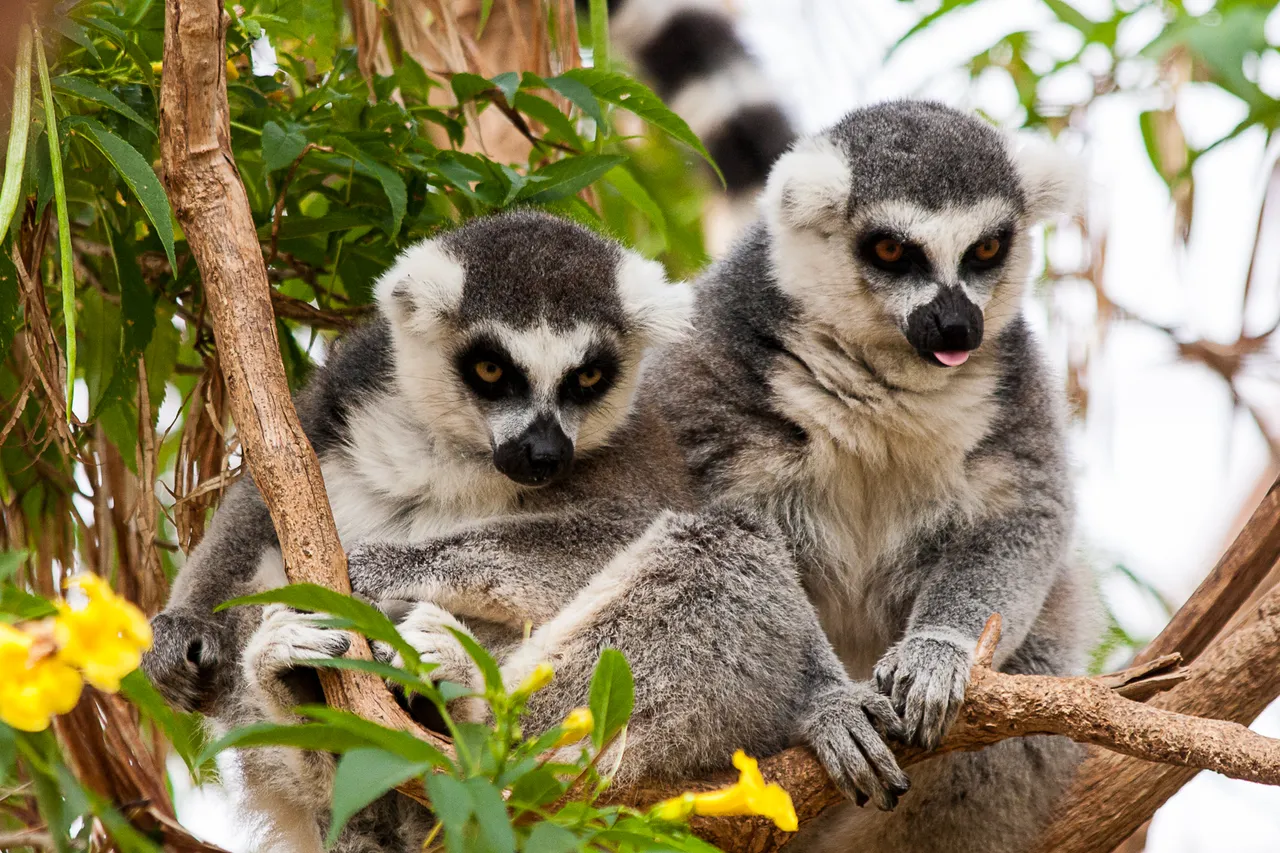 monkeypark-102.jpg