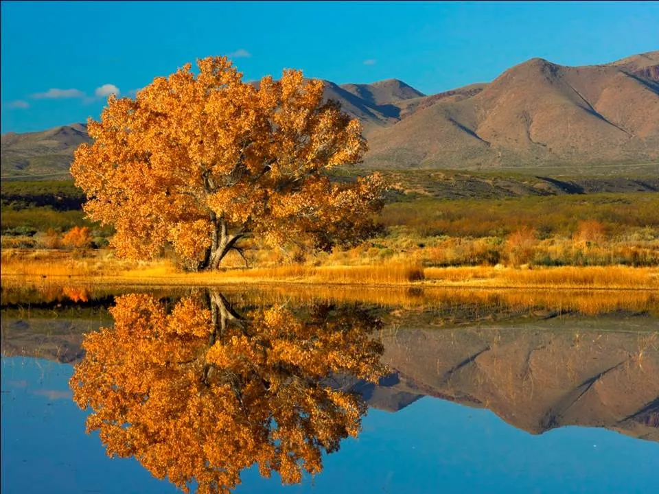 Mountain Oak.jpg